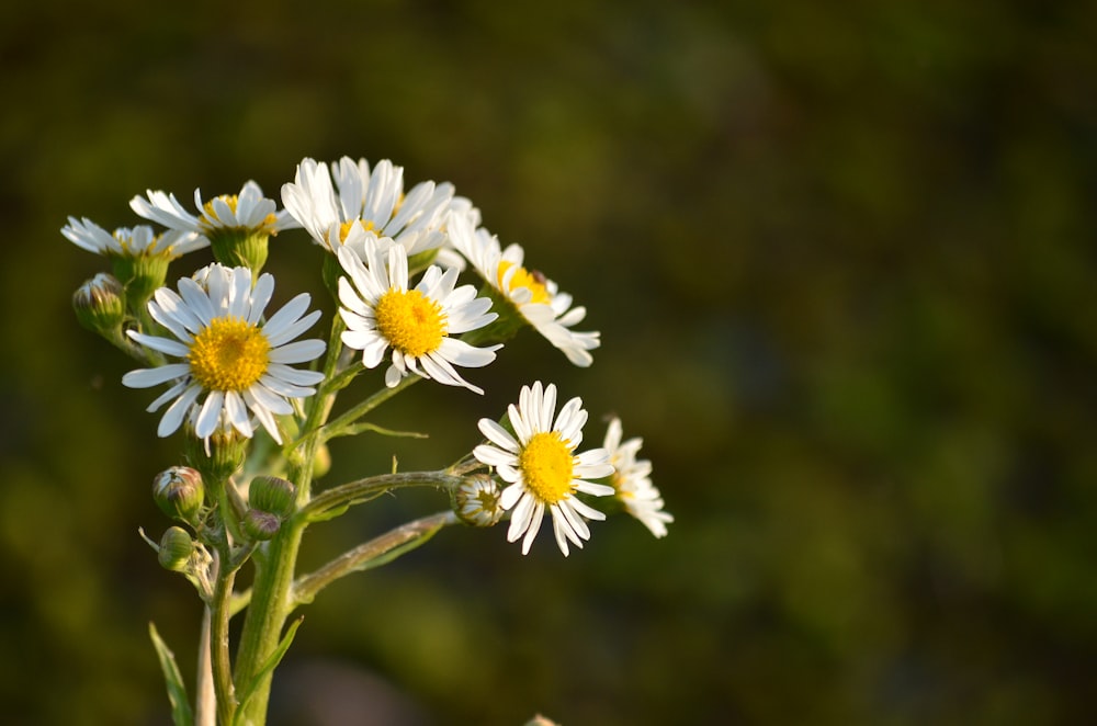 photo of white Daisy flowers