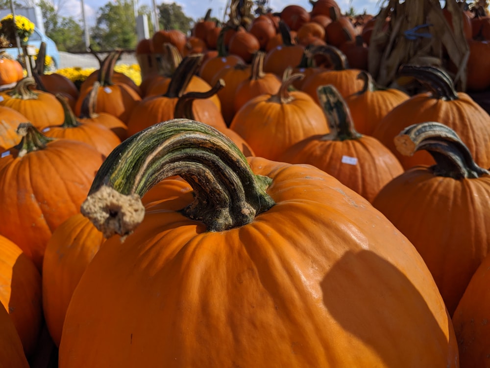 orange squash