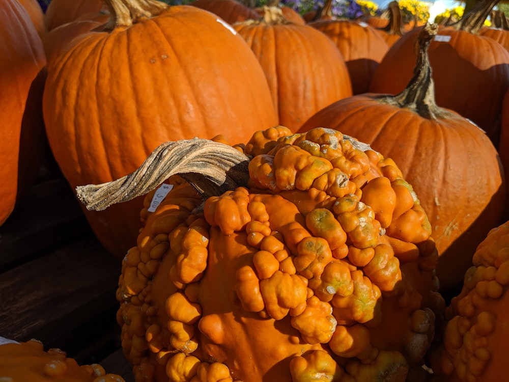 pile of pumpkins