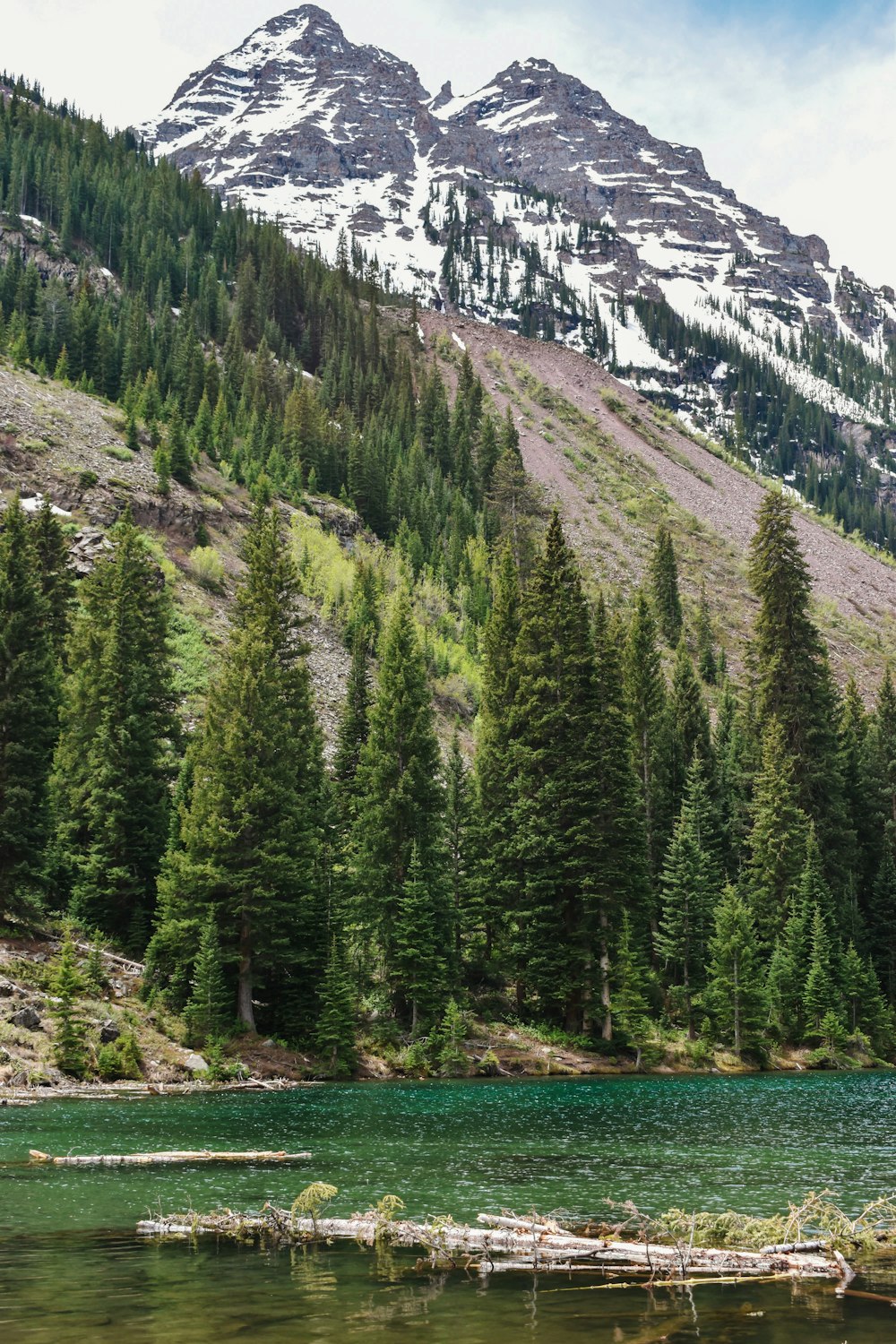 green-leafed trees beside body of water during daytime