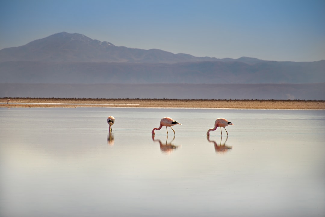 Ecoregion photo spot Laguna Chaxa Salar de Atacama