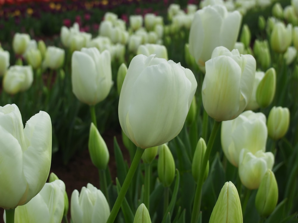 white tulips flower field