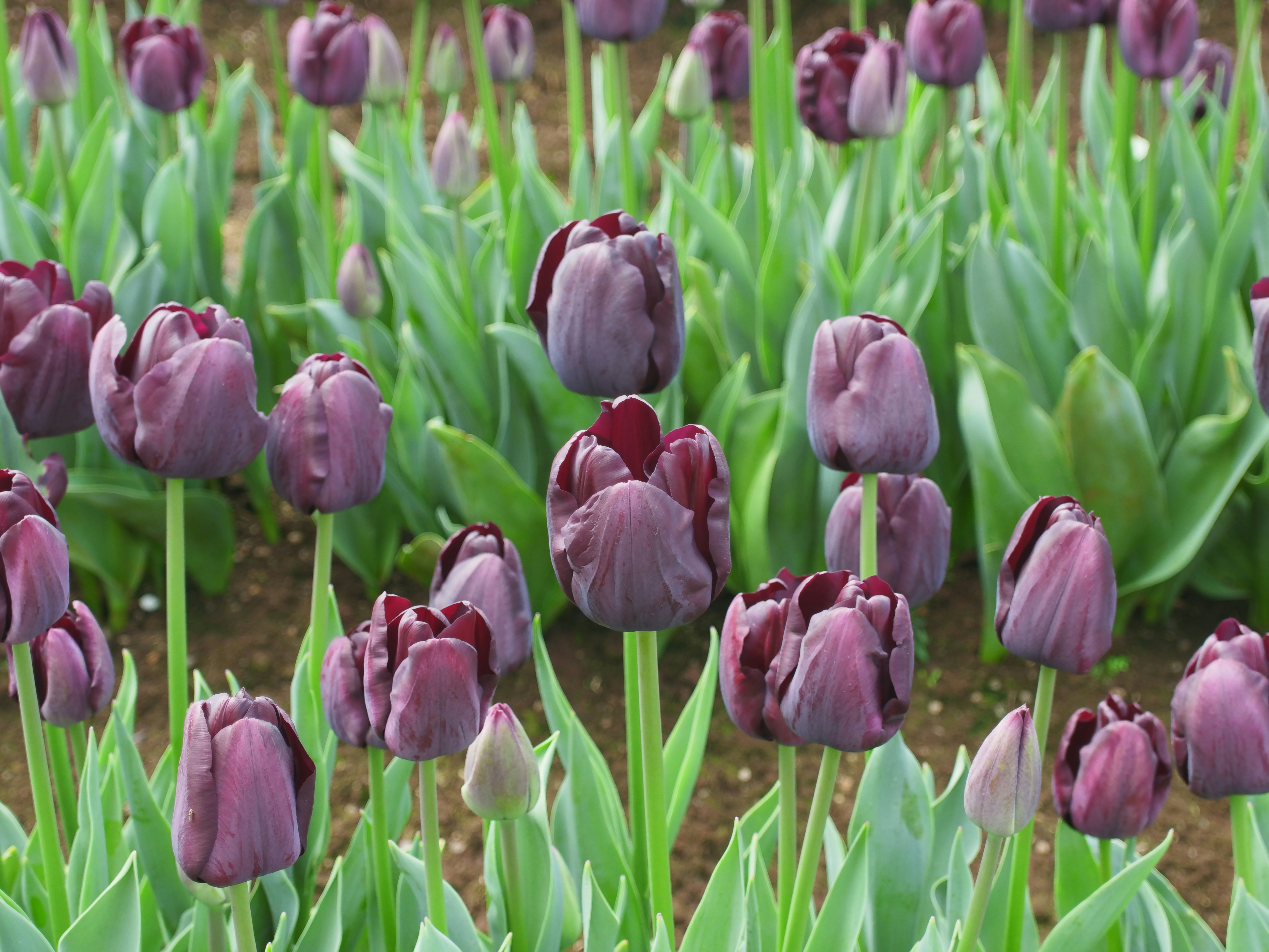 Photo by arnold_zhou