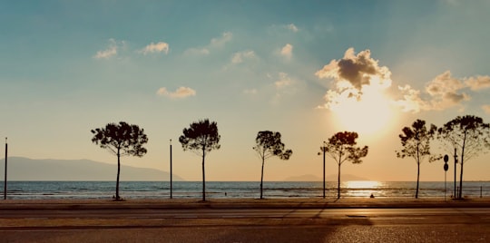 palm trees near beach during daytime in Valona Albania