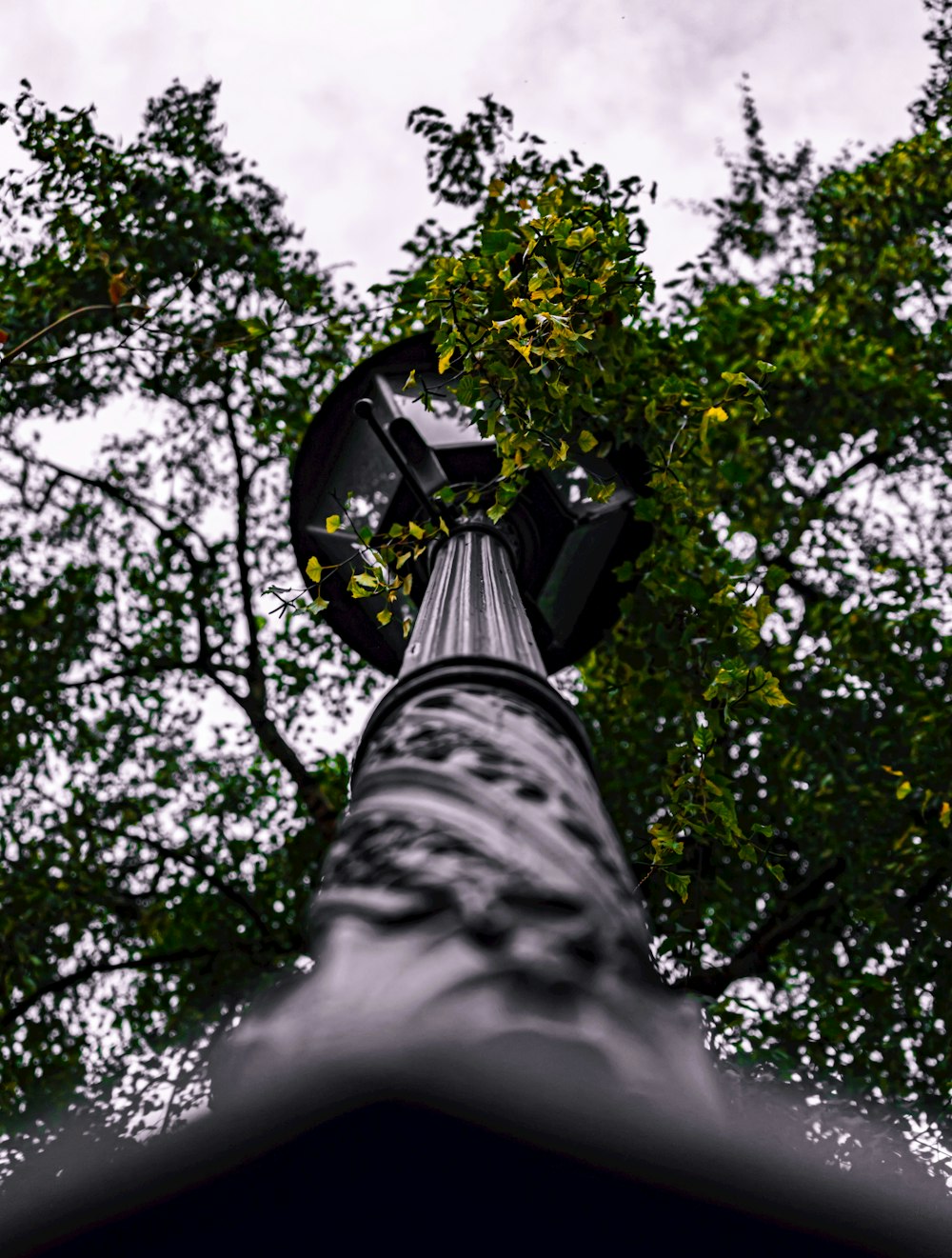 green-leafed trees