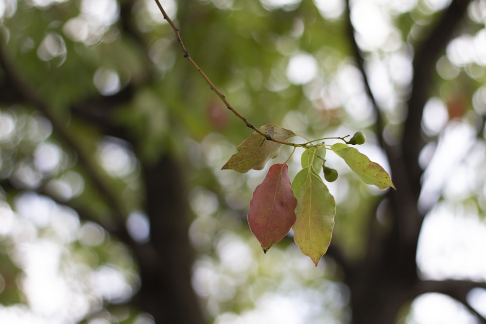 green tree