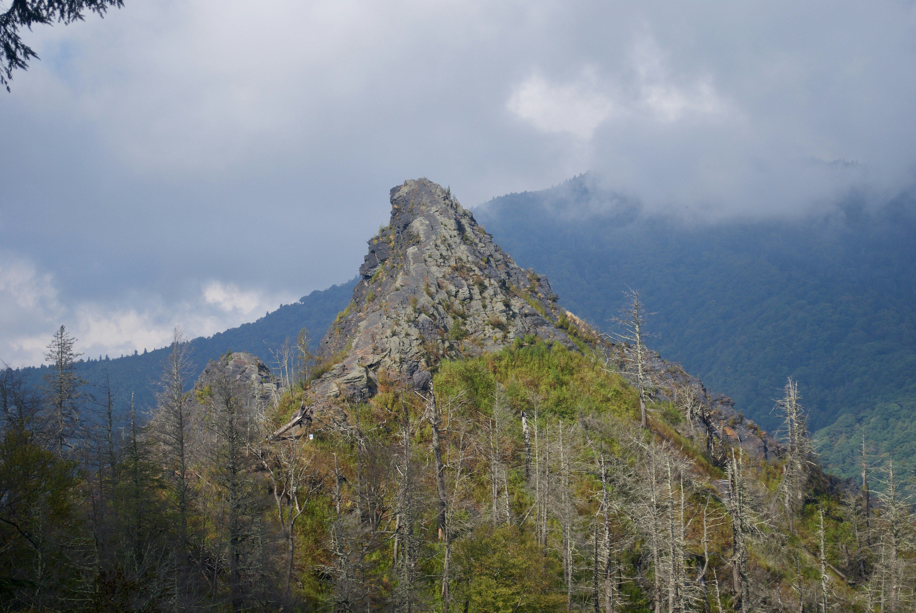 aerial view of trees during daytime