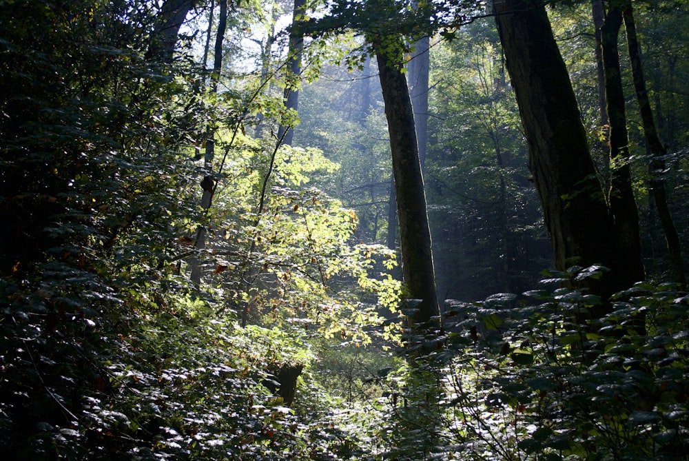 forest scenery