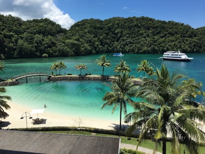 green palm trees scenery palau teams background