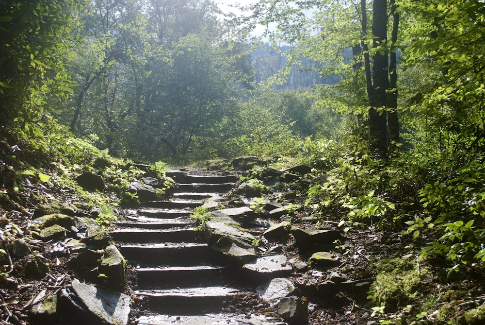 Foto de las escaleras del bosque