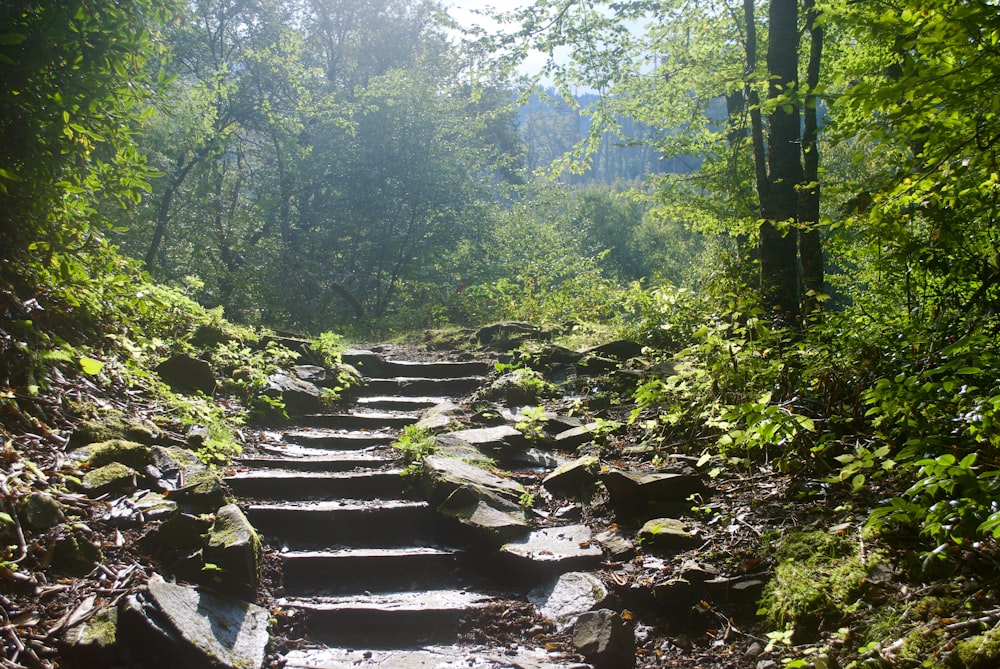 photo of forest stairs