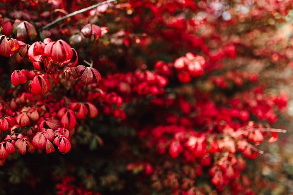 red flowers