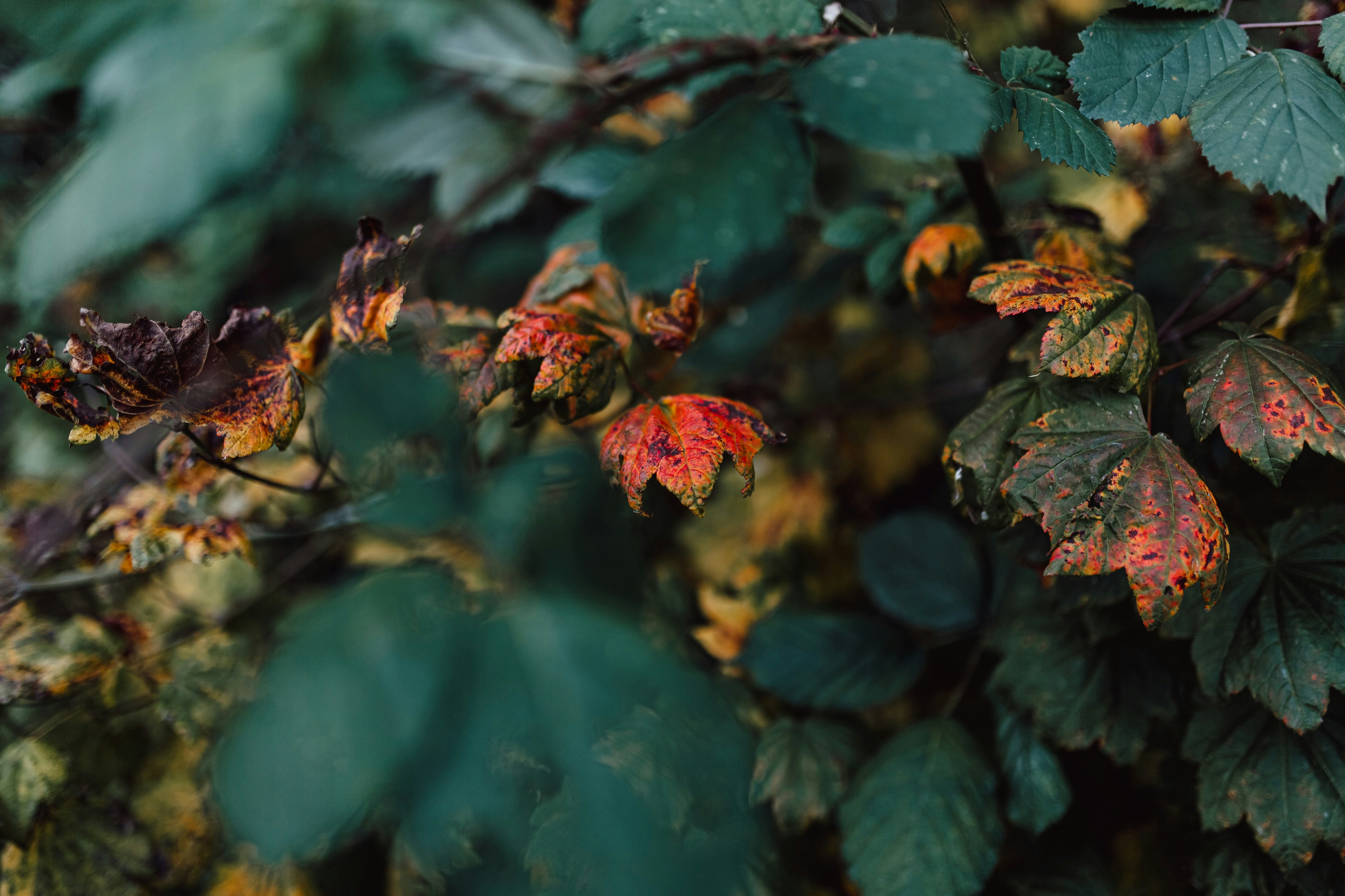 Photo by natureuninterrupted1