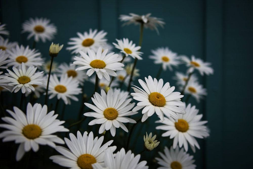 shallow focus photography of white flowers