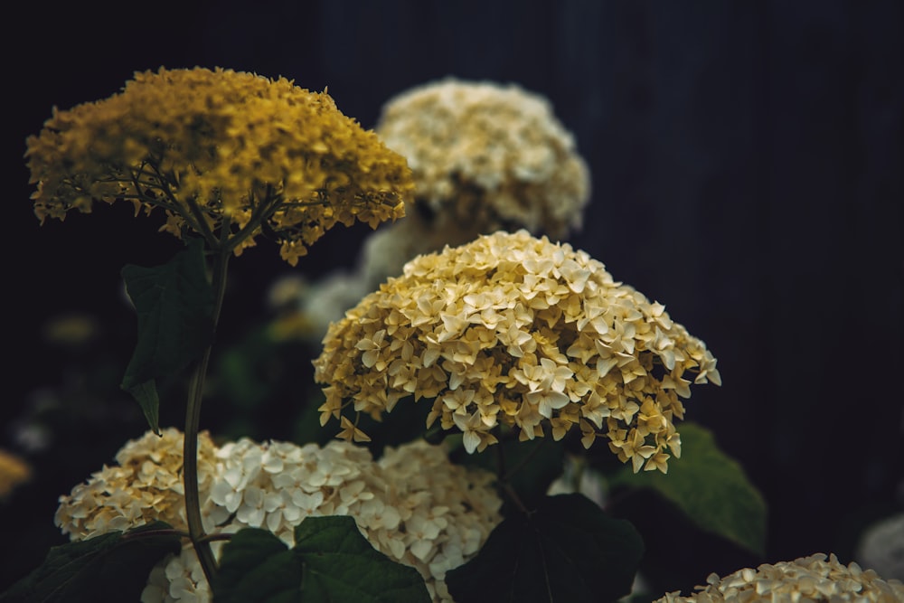 beige-petaled flower