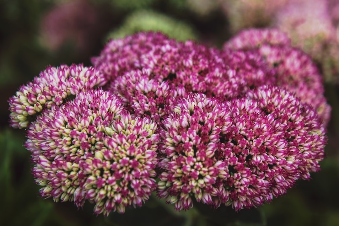 pink flowers