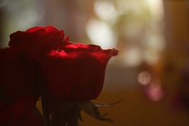 A close-up of a red rose with soft focus and warm lighting creating a romantic atmosphere. The background is blurred, enhancing the vibrant red petals.