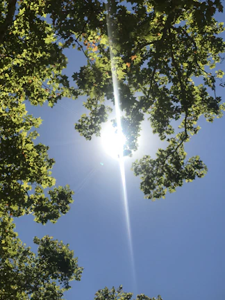 Sunlight streaming through trees, evoking hope and a bright future.