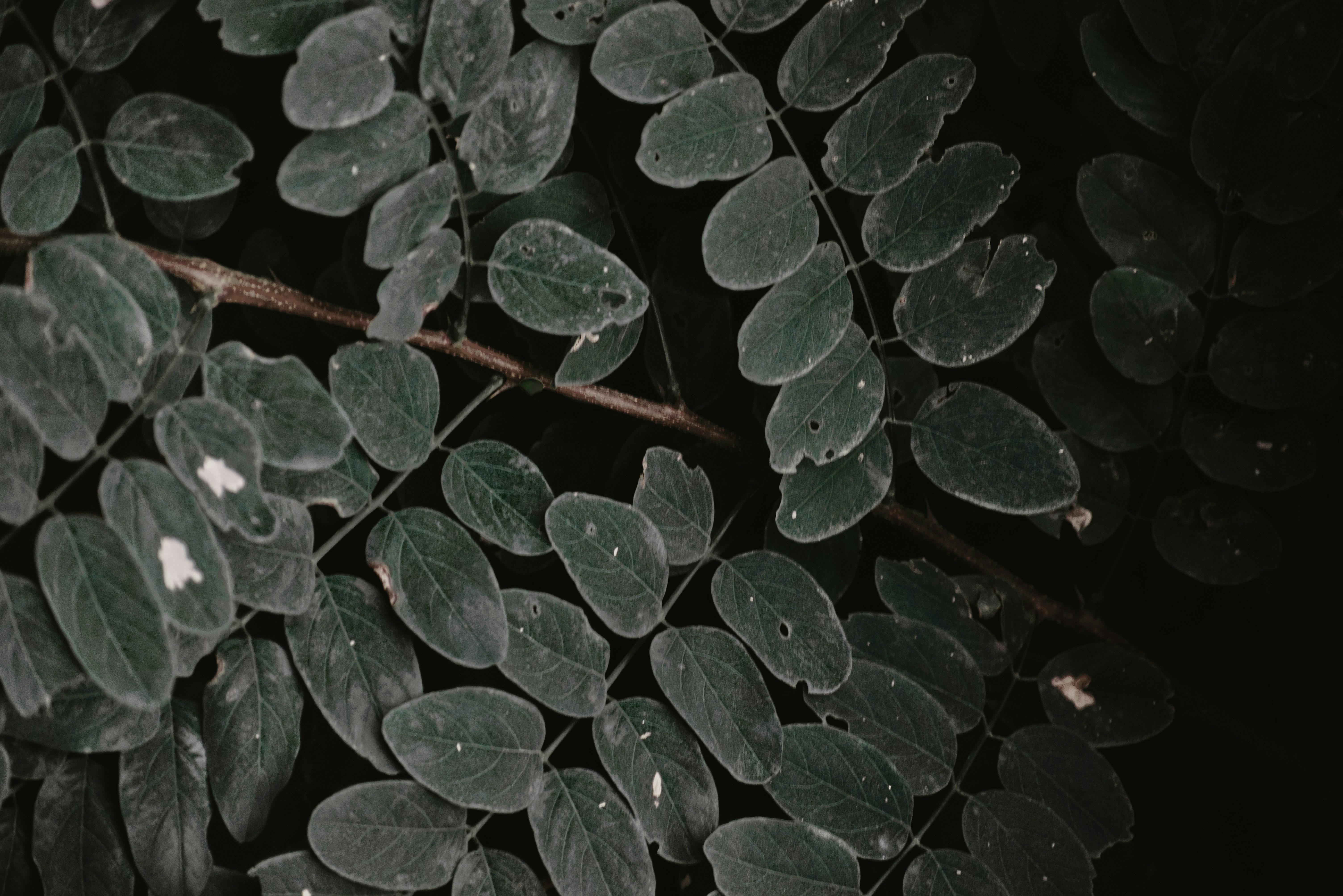 Photo by ldpeterson11