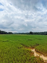 green farm field photo