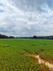 green farm field photo