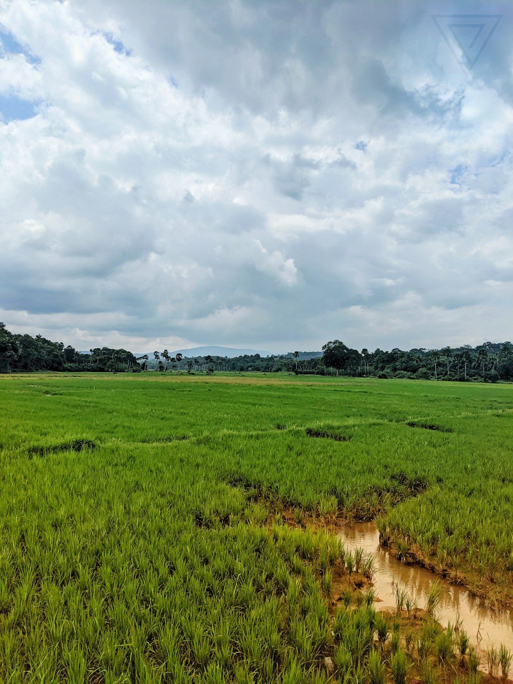 green farm field photo