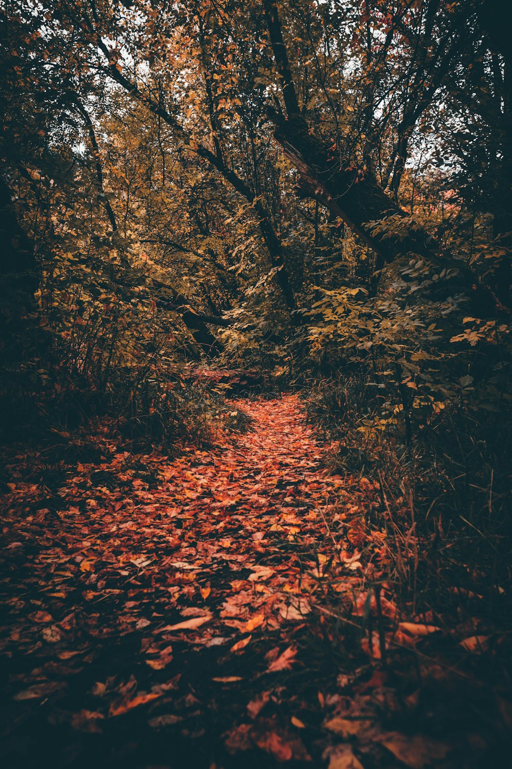 forest on focus photography