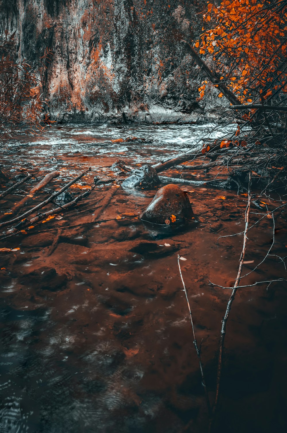 branches and rocks in body of water during day