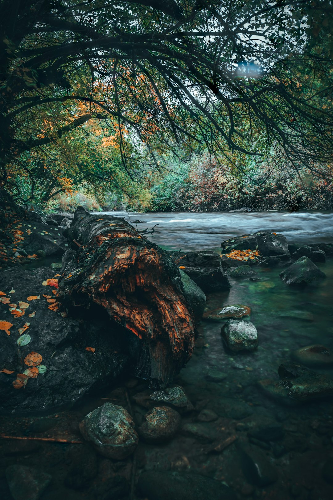 trees beside river