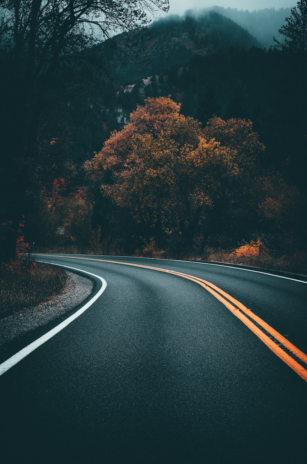 concrete road near trees during day