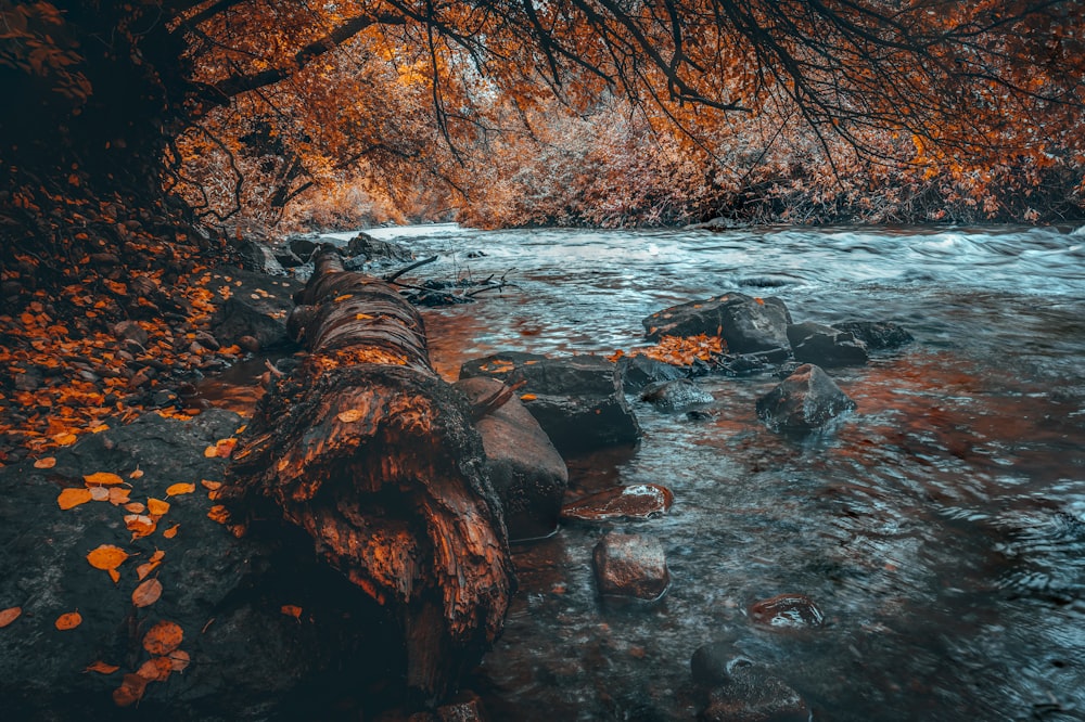 a log laying on the ground next to a river