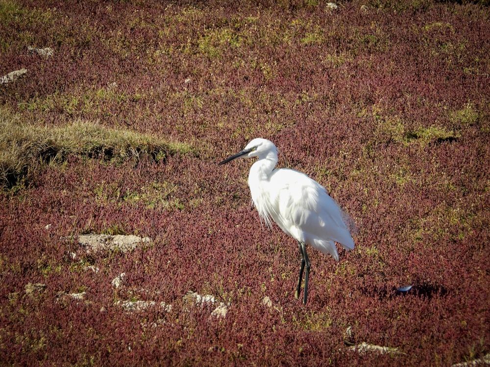 white bird under brown field