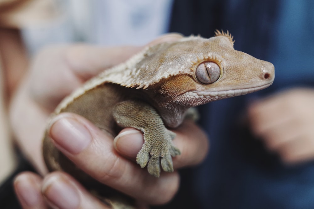 shallow focus photo of brown lizard