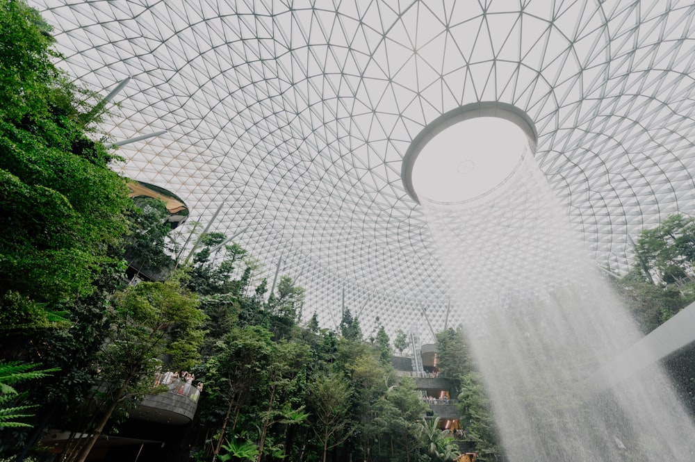 green-leafed trees inside greenhouse