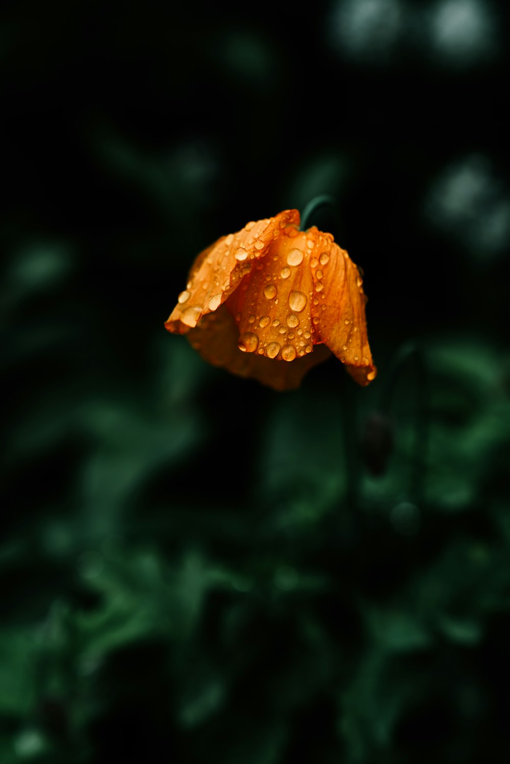 Fotografía de enfoque superficial de flor de naranjo
