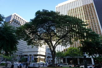 The image depicts an urban scene featuring a large tree with dense green foliage in the foreground. Surrounding the tree are modern office buildings with glass facades, indicating a city environment. Pedestrians and vehicles are visible on the street, suggesting a typical busy day in the city.