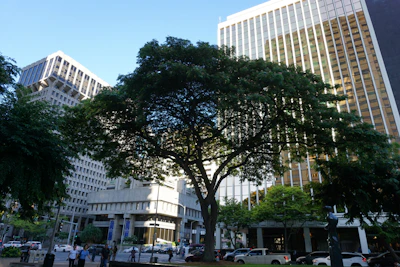 A team assessing tree health using digital tools in a city environment.