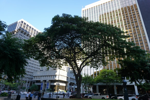 The image depicts an urban scene featuring a large tree with dense green foliage in the foreground. Surrounding the tree are modern office buildings with glass facades, indicating a city environment. Pedestrians and vehicles are visible on the street, suggesting a typical busy day in the city.