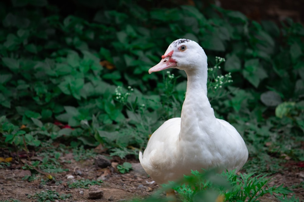 white duck beside plant