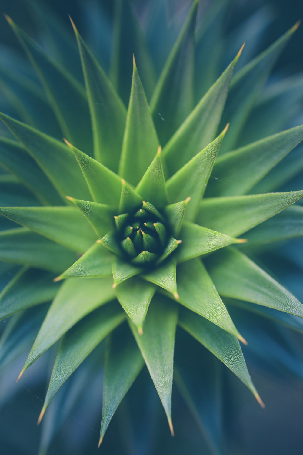 green pointed-leaf plant