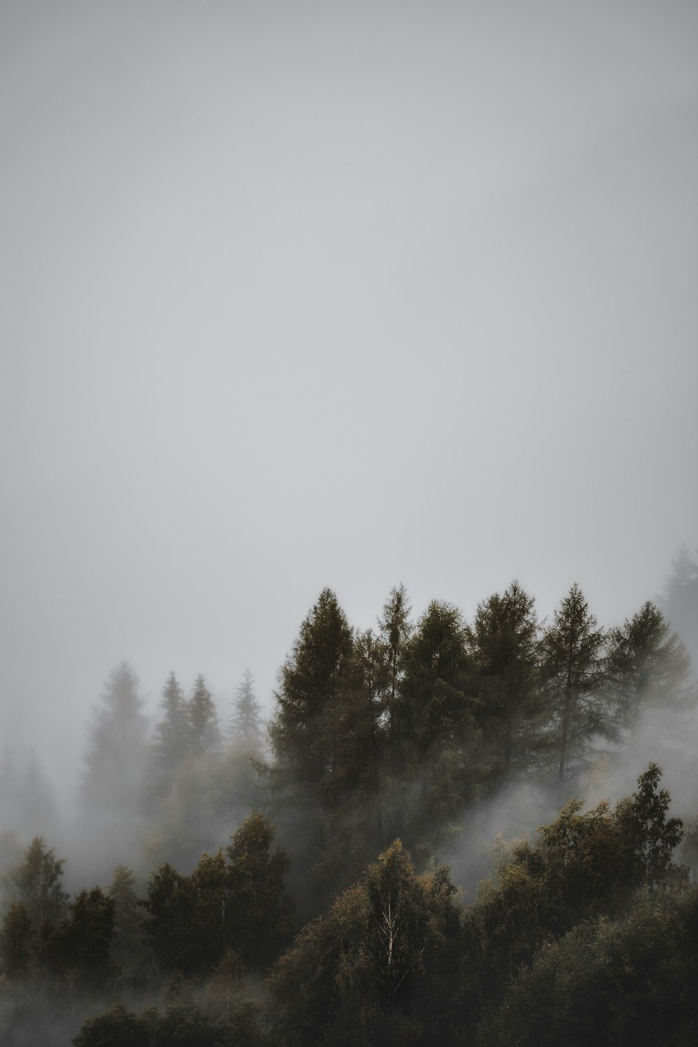 fogs and pine trees