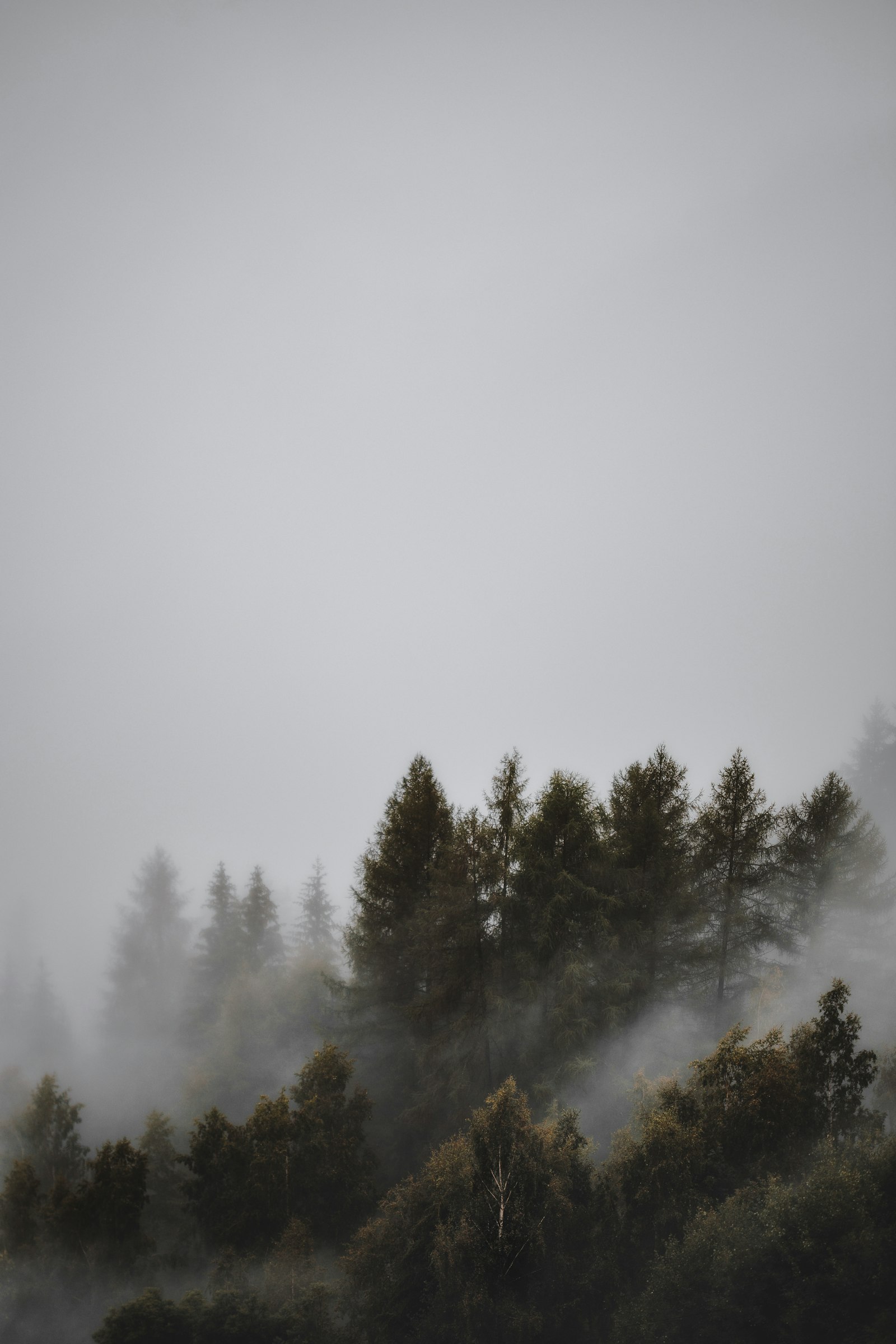 Canon EOS 6D + Canon EF 100mm F2.8 Macro USM sample photo. Fogs and pine trees photography