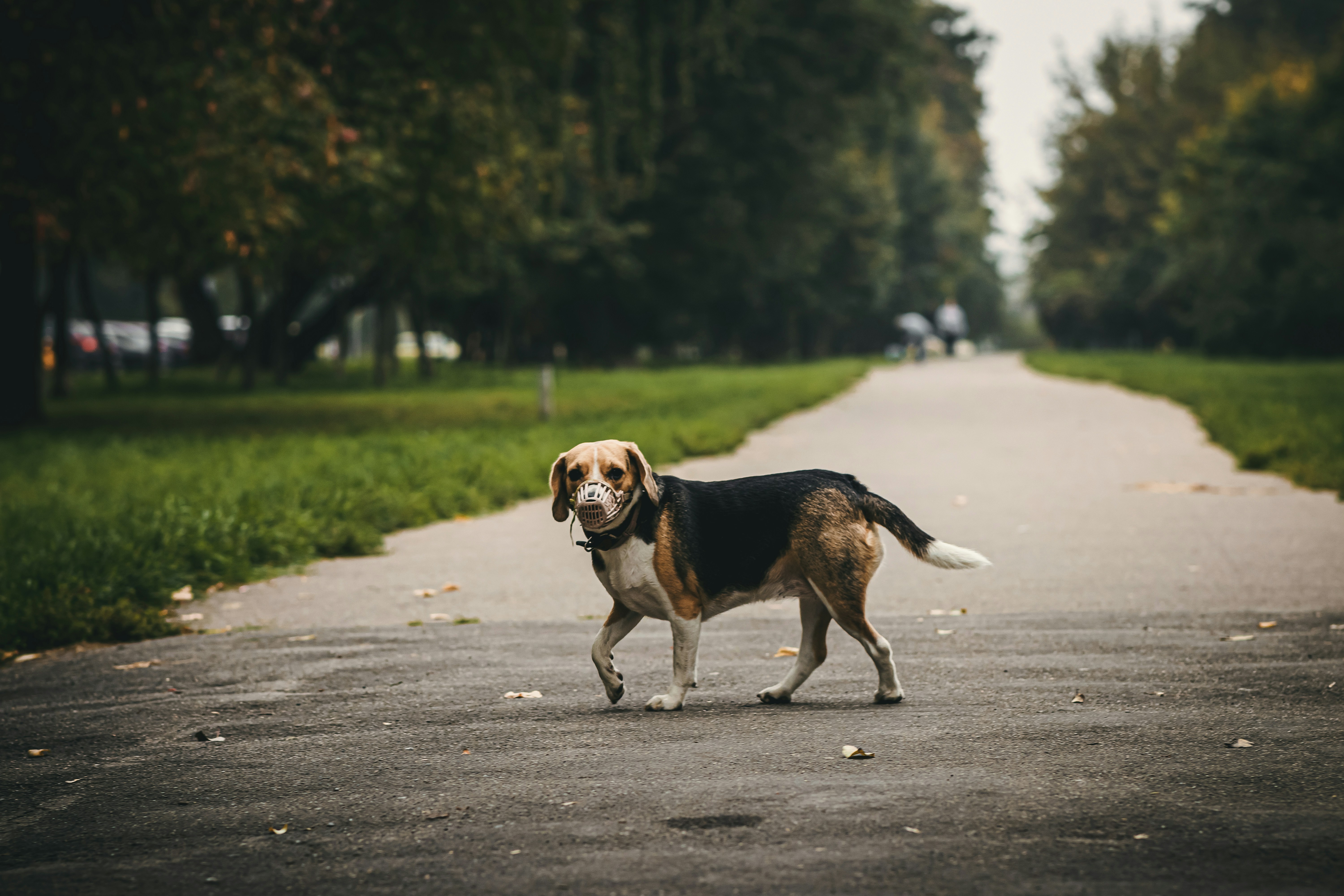Boston Terrier running and French Bulldog strolling