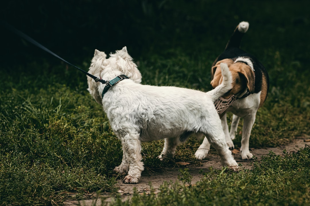 brown and black dog sniffs the white dog with leash