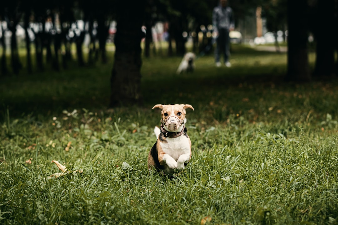 dog jumping on grass