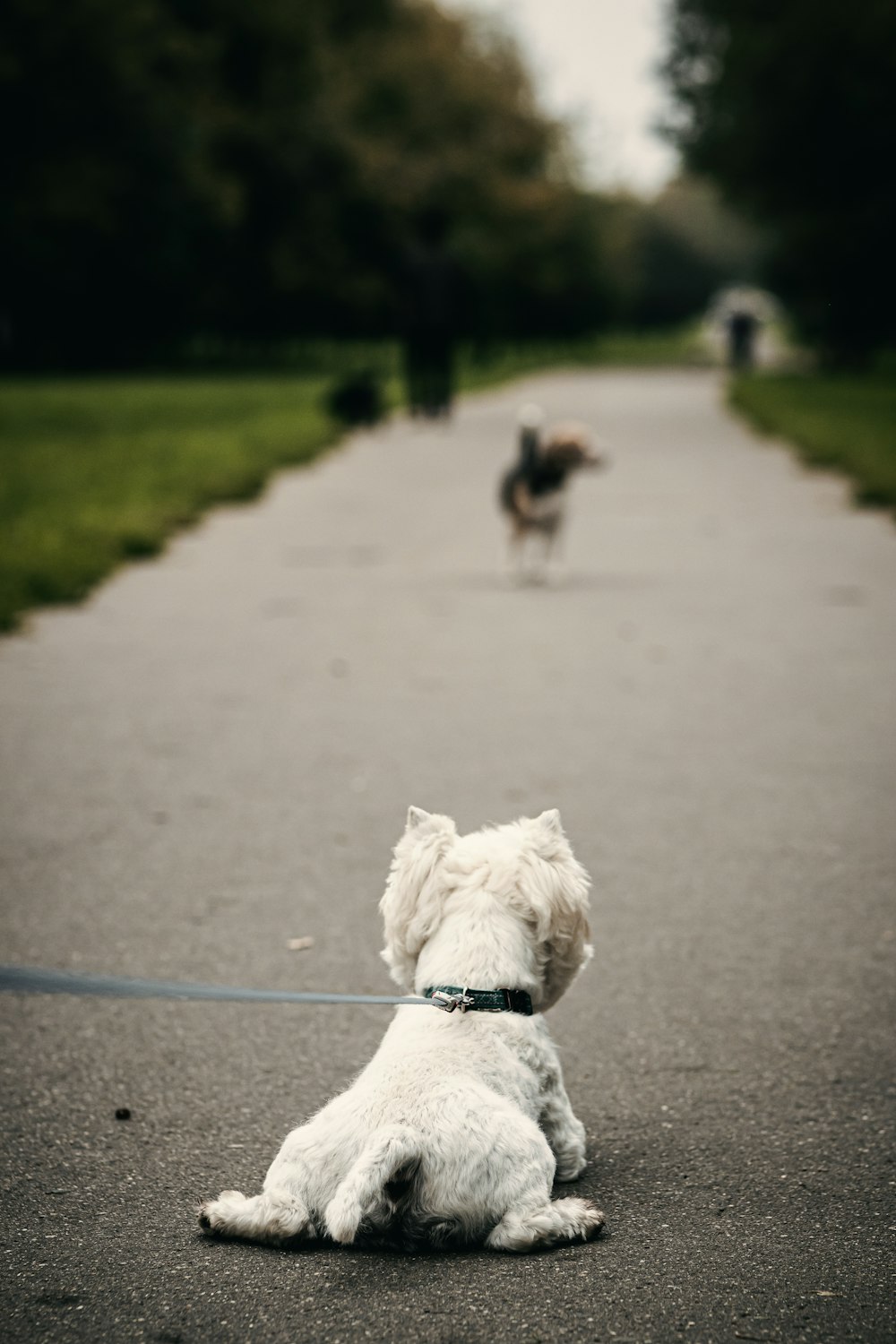 white dog sitting on pavement