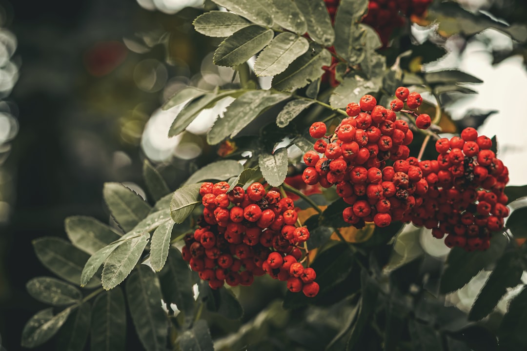 red fruits