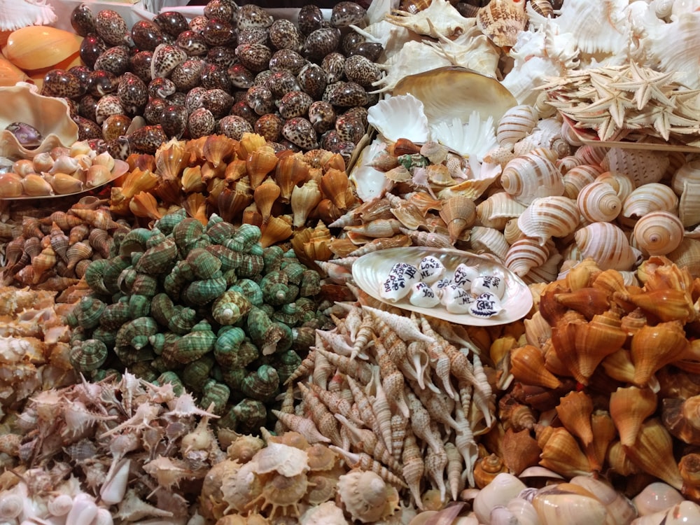 pile of seashells
