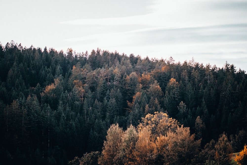 forest during day