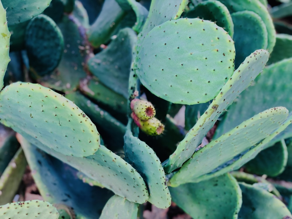 green cactus